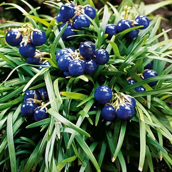 Ophiopogon japonicus 'Minor' – Japán kígyószakáll