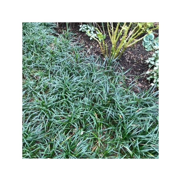 Ophiopogon japonicus 'Minor' – Japán kígyószakáll