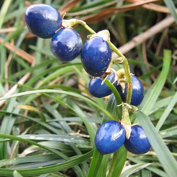 Ophiopogon japonicus 'Minor' – Japán kígyószakáll