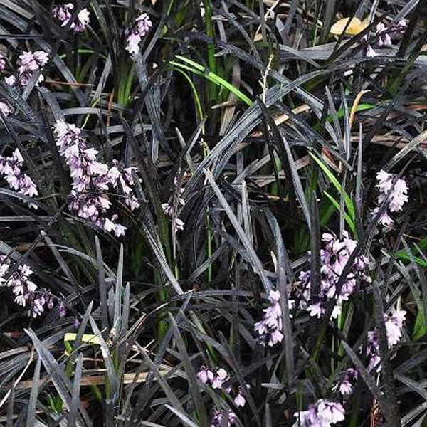 Ophiopogon planiscapus 'Niger' – Feketelombú, laposszárú kígyószakáll