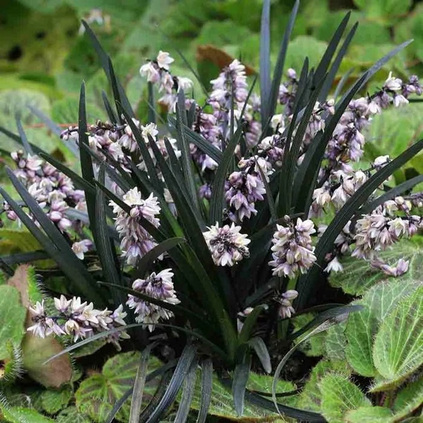 Ophiopogon planiscapus 'Niger' – Feketelombú, laposszárú kígyószakáll