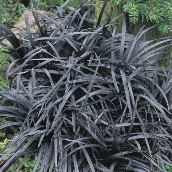 Ophiopogon planiscapus 'Niger' – Feketelombú, laposszárú kígyószakáll