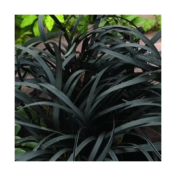 Ophiopogon planiscapus 'Niger' – Feketelombú, laposszárú kígyószakáll