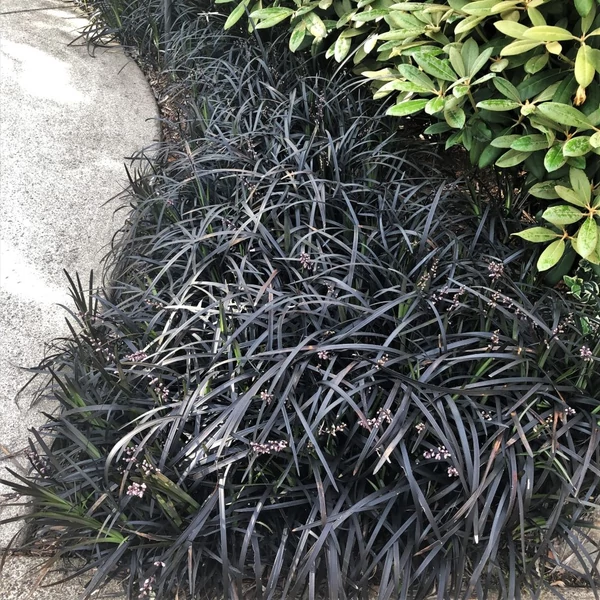 Ophipogon planiscapus 'Niger' – Feketelombú, laposszárú kígyószakáll