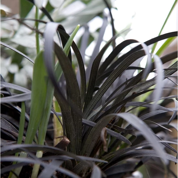 Ophipogon planiscapus 'Niger' – Feketelombú, laposszárú kígyószakáll