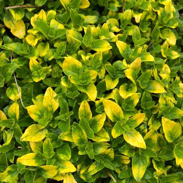 Origanum vulgare 'Gold Tip' – Oregánó