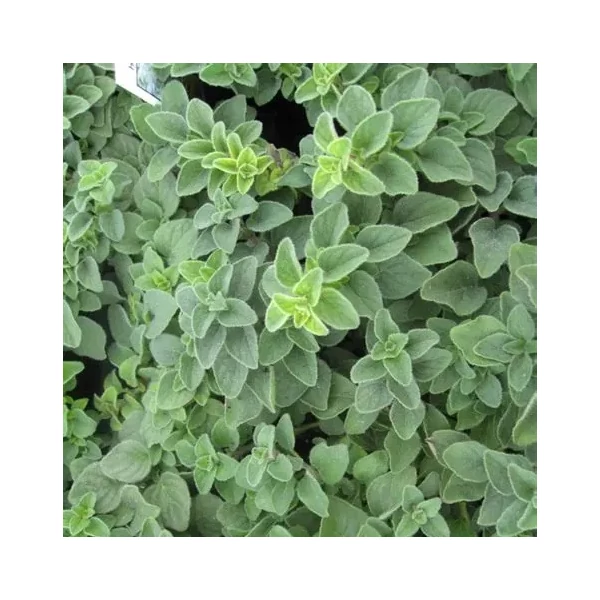 Origanum vulgare 'Hot and Spicy' – Oregánó, szurokfű