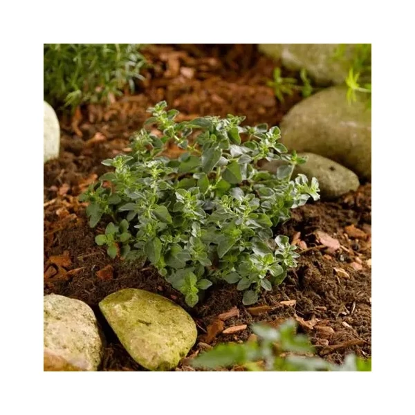 Origanum vulgare 'Hot and Spicy' – Oregánó, szurokfű