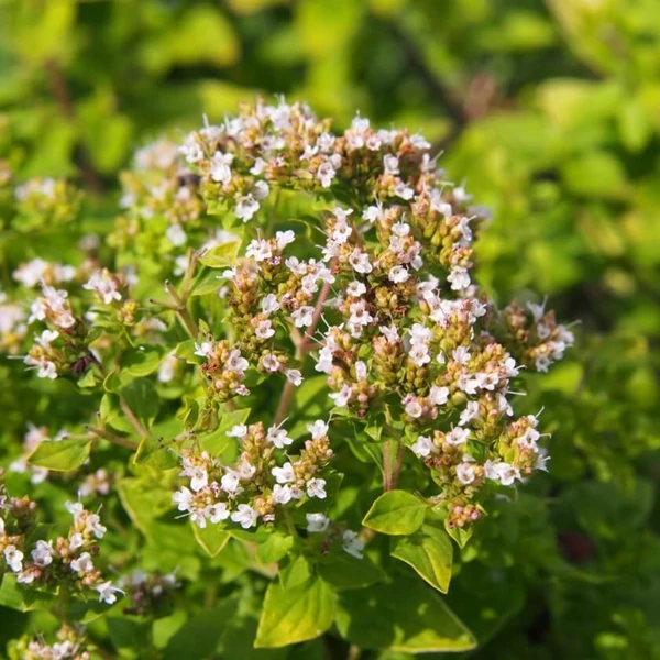Origanum vulgare 'Thumble's Variety' – Arany oregánó