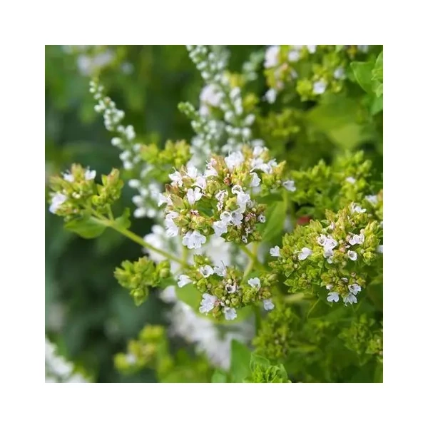 Origanum vulgare 'Thumble's Variety' – Arany oregánó