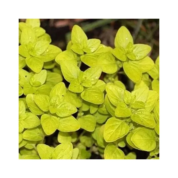 Origanum vulgare 'Thumble's Variety' – Arany oregánó