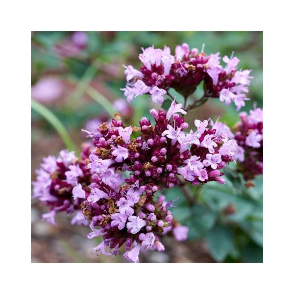 Origanum 'Rosenkuppel' – Oregánó