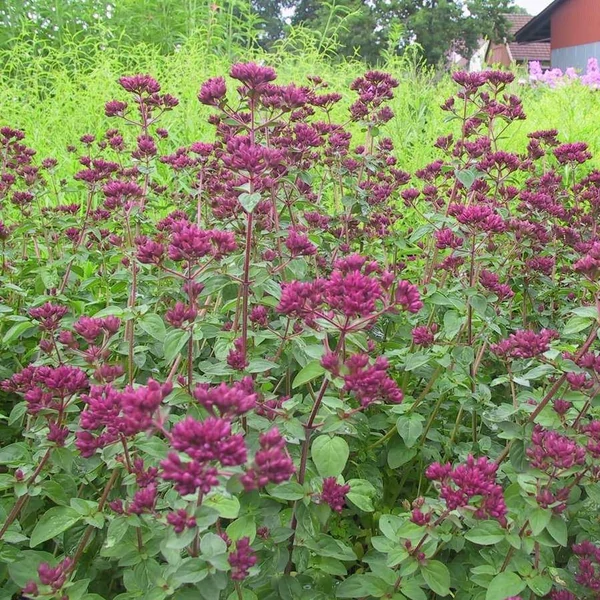 Origanum 'Rosenkuppel' – Oregánó