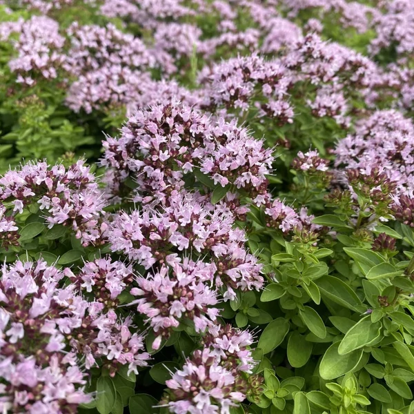 Origanum vulgare 'Compactum' – Oregánó