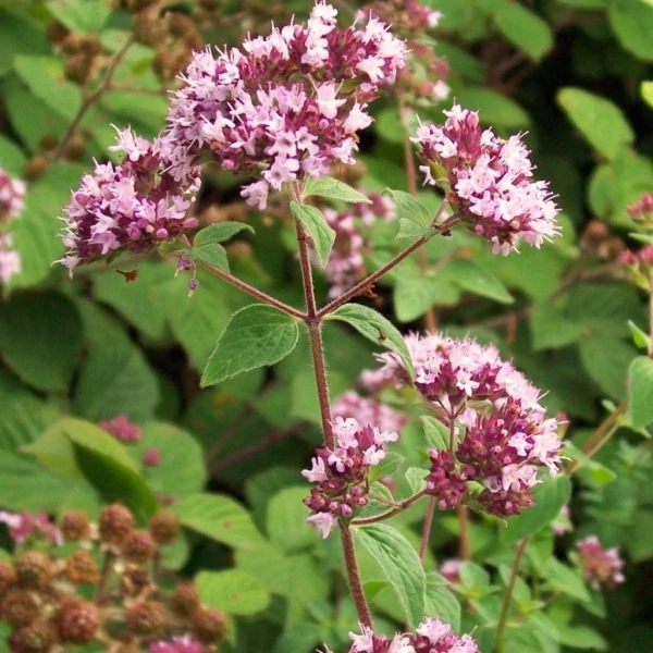 Origanum vulgare 'Compactum' – Oregánó