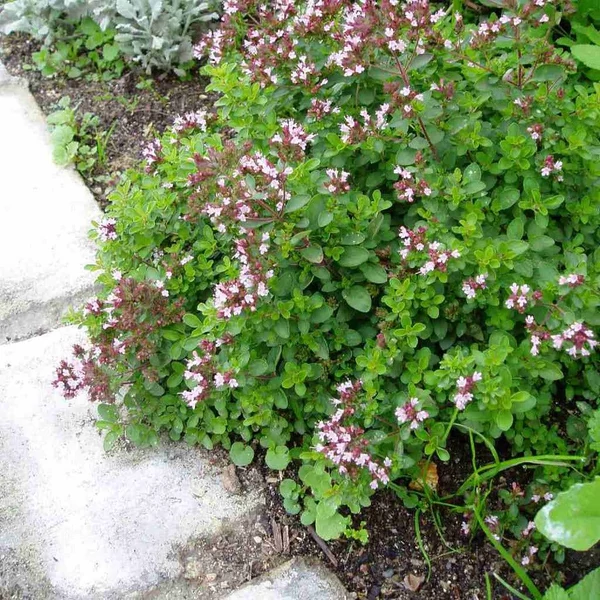 Origanum vulgare 'Compactum' – Oregánó