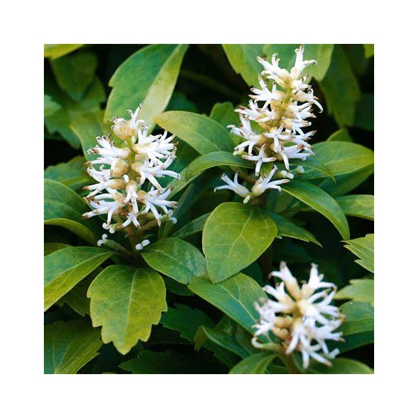 Pachysandra terminalis - Japán kövérke