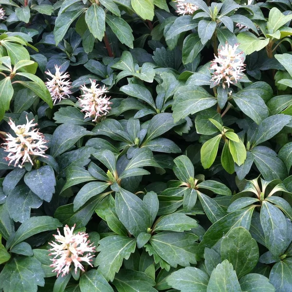 Pachysandra terminalis - Japán kövérke