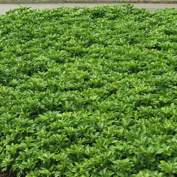 Pachysandra terminalis 'Green Sheen' - Japán kövérke