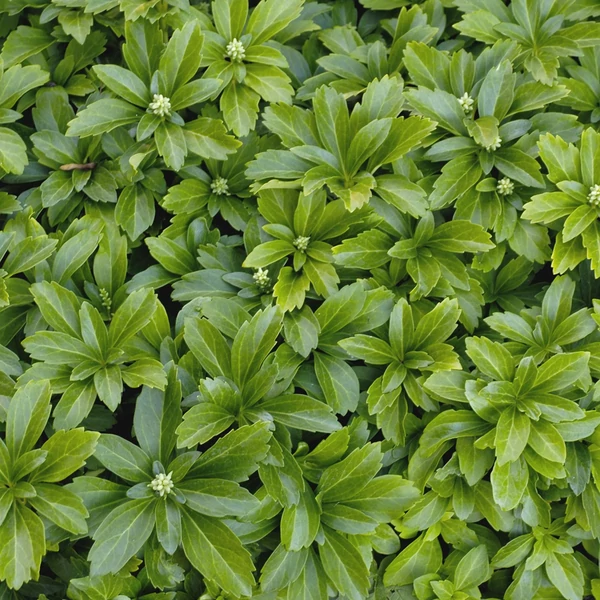 Pachysandra terminalis 'Green Sheen' - Japán kövérke