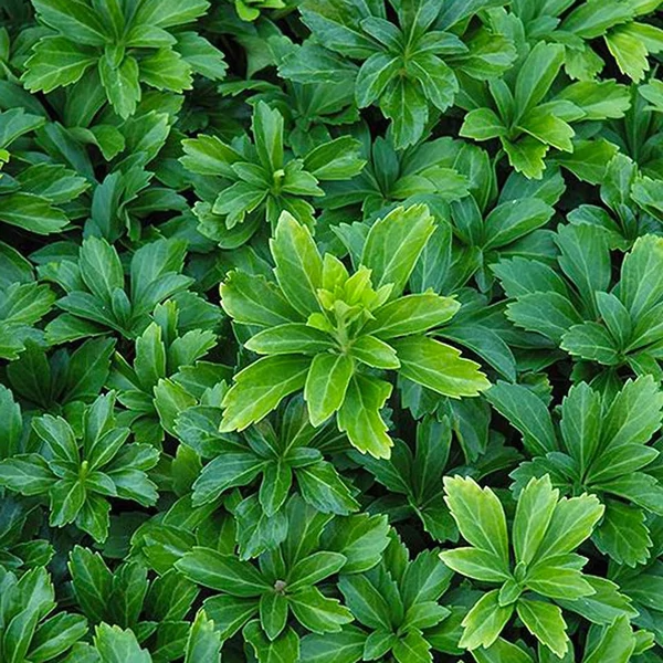 Pachysandra terminalis 'Green Sheen' - Japán kövérke