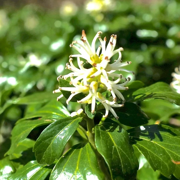 Pachysandra terminalis 'Green Sheen' - Japán kövérke