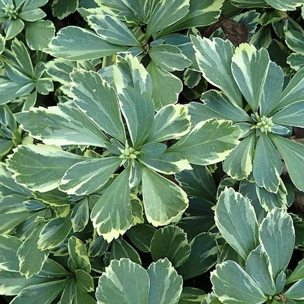 Pachysandra terminalis 'Variegata' – Japán kövérke