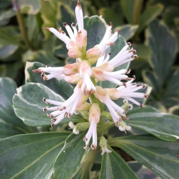 Pachysandra terminalis 'Variegata' – Japán kövérke