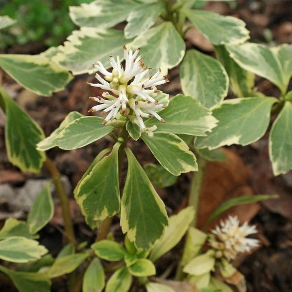 Pachysandra terminalis 'Variegata' – Japán kövérke