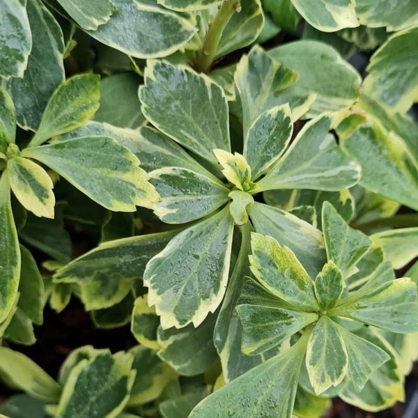 Pachysandra terminalis 'Variegata' – Japán kövérke
