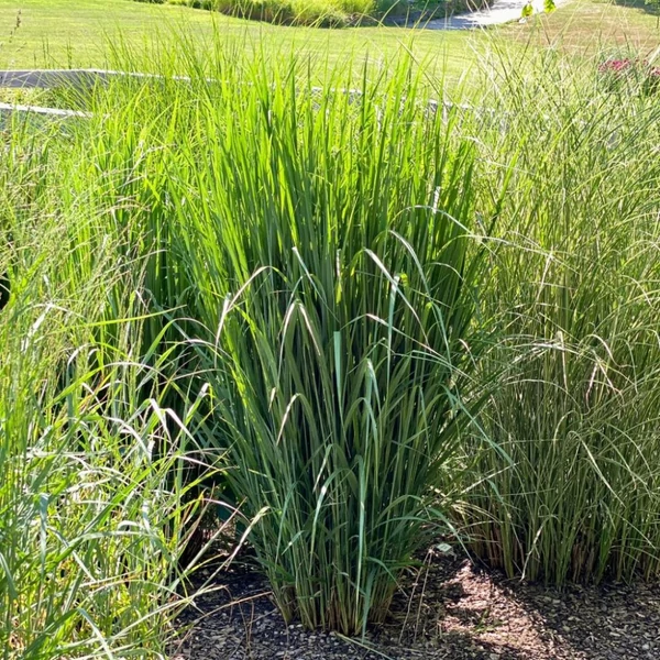 Panicum virgatum 'Northwind' - Vesszős köles