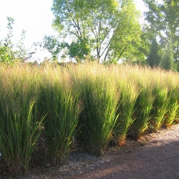 Panicum virgatum 'Northwind' - Vesszős köles