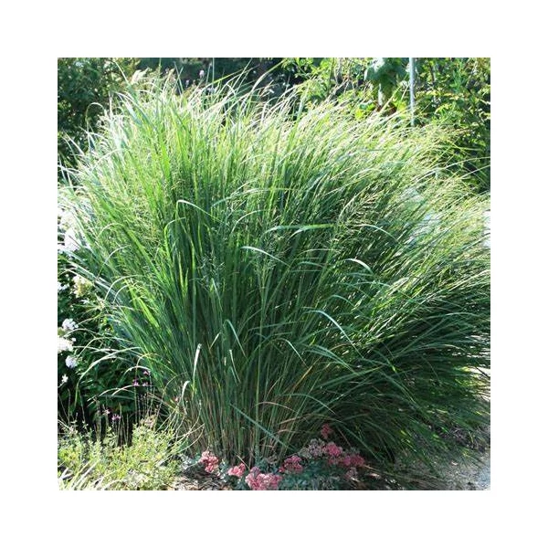 Panicum virgatum 'Northwind' - Vesszős köles
