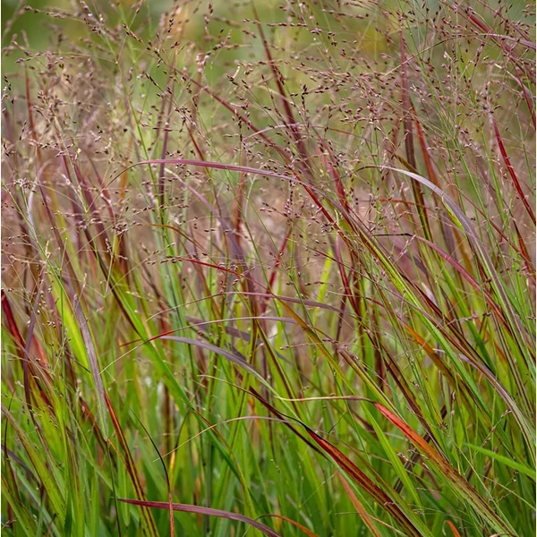 Panicum virgatum 'Squaw' - Vesszős köles
