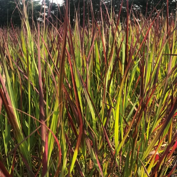 Panicum virgatum 'Squaw' - Vesszős köles