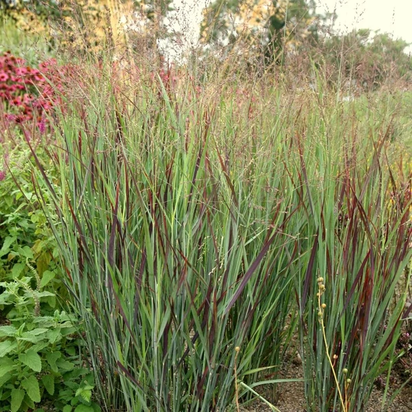 Panicum virgatum 'Squaw' - Vesszős köles