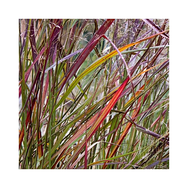Panicum virgatum 'Squaw' - Vesszős köles