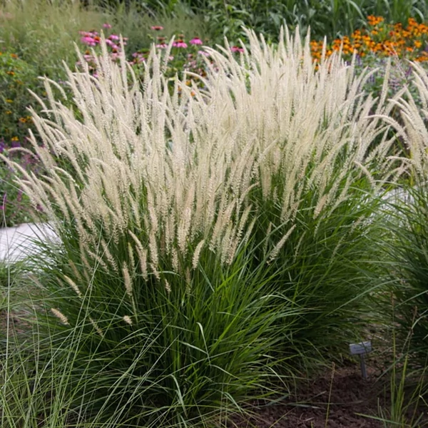 Pennisetum orientale 'Fairy Tails' – Tollborzfű