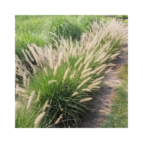 Pennisetum orientale 'Fairy Tails' – Tollborzfű