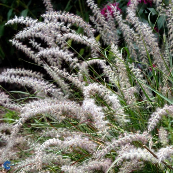 Pennisetum orientale 'Fairy Tails' – Tollborzfű