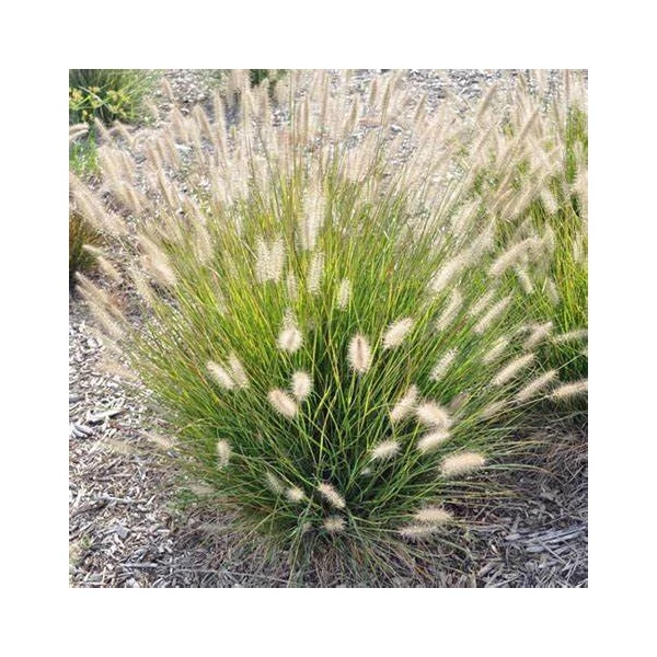 Pennisetum alopecuroides – Tollborzfű
