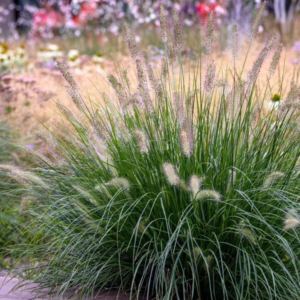 Pennisetum alopecuroides – Tollborzfű