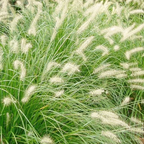 Pennisetum alopecuroides – Tollborzfű
