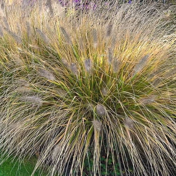 Pennisetum alopecuroides 'Gelbstiel' - Drapp, világos évelő tollborzfű