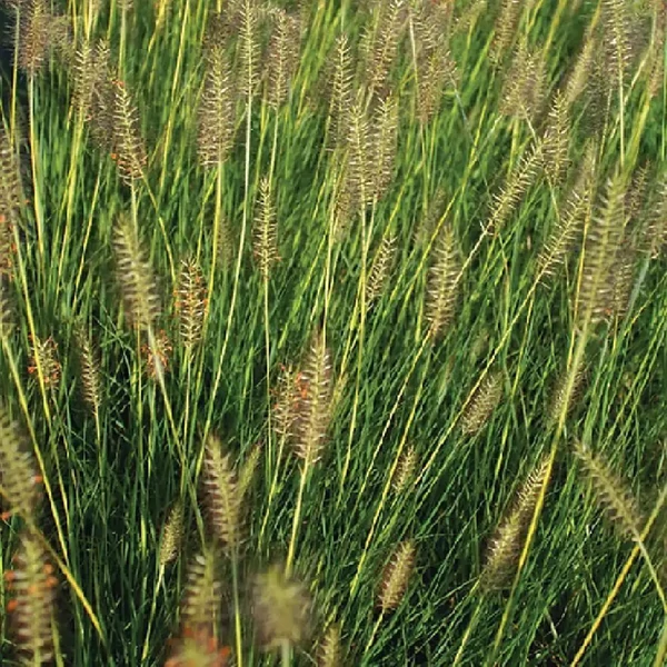 Pennisetum alopecuroides 'Gelbstiel' - Drapp, világos évelő tollborzfű