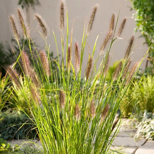 Pennisetum alopecuroides 'Gelbstiel' - Drapp, világos évelő tollborzfű