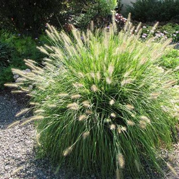 Pennisetum alopecuroides 'Hameln' - Tollborzfű
