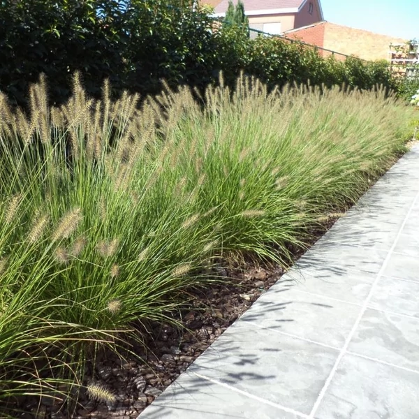 Pennisetum alopecuroides 'Hameln' - Tollborzfű