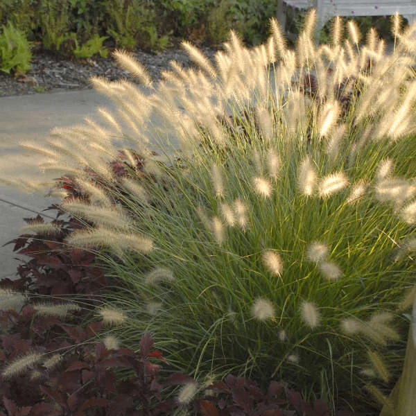 Pennisetum alopecuroides 'Hameln' - Tollborzfű