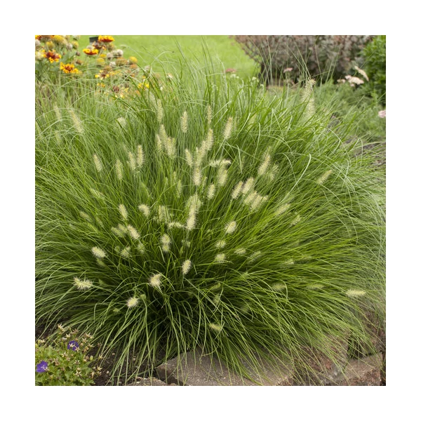 Pennisetum alopecuroides 'Little Bunny' - Tollborzfű